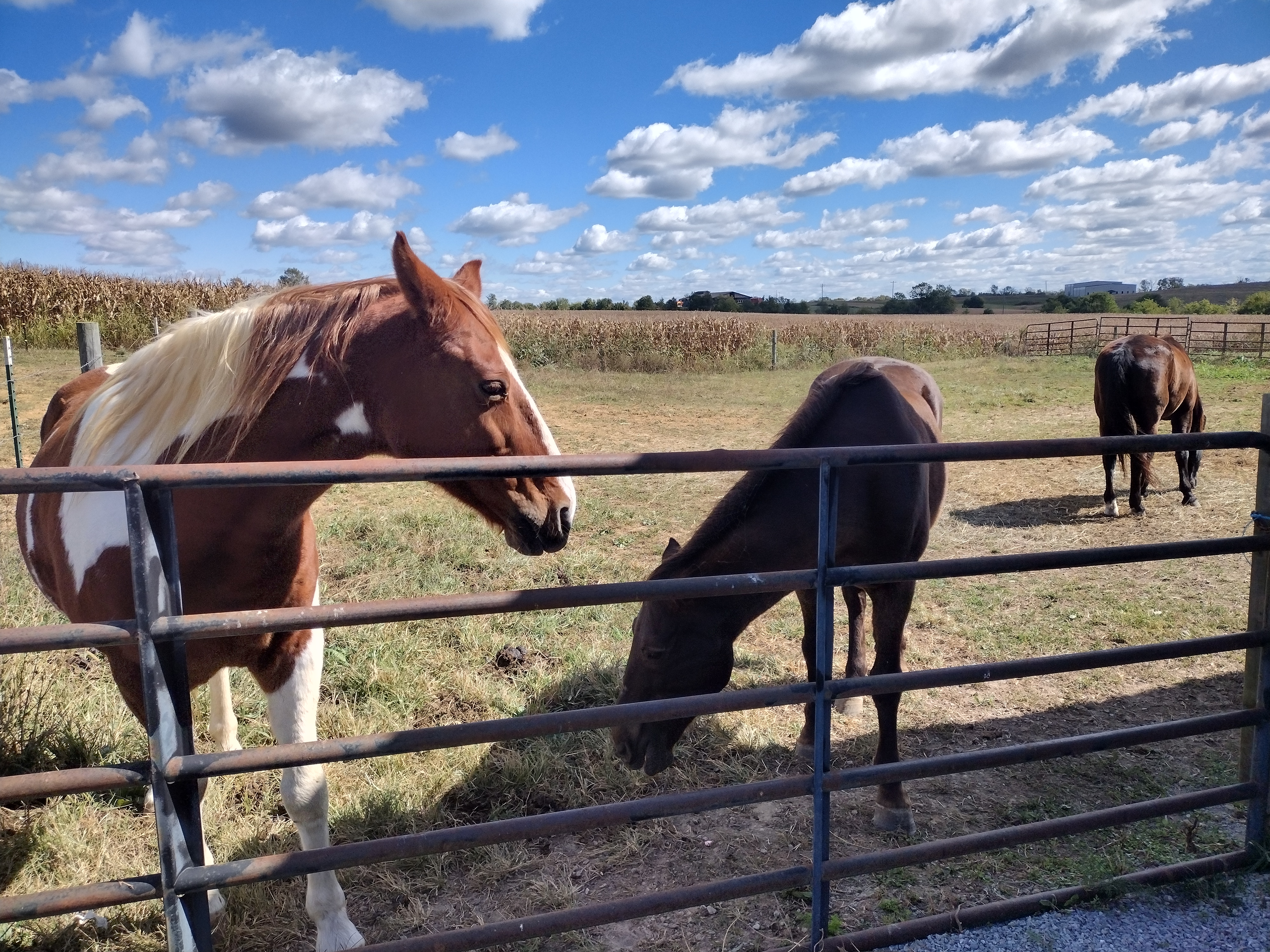 Three horses in the pasture